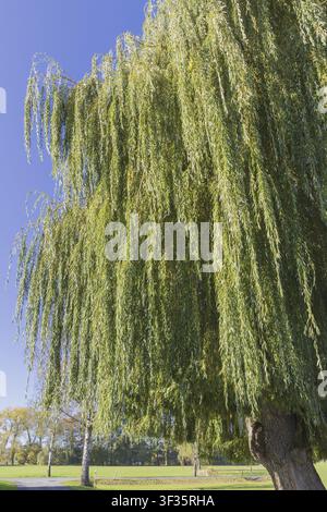 Herbst Trauerweide in der Abendsonne Stockfoto