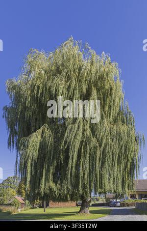 Weidebaum gegen blauen Himmel in ländlicher Umgebung Stockfoto