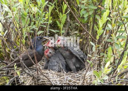 Gewöhnlicher Rabenkrähe (Quiscalus quiscula), Erwachsener füttert hungrige Küken im Nest, Provinz Quebec, Kanada Stockfoto