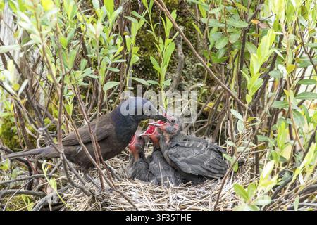 Gewöhnlicher Rabenkrähe (Quiscalus quiscula), Erwachsener füttert hungrige Küken im Nest, Provinz Quebec, Kanada Stockfoto