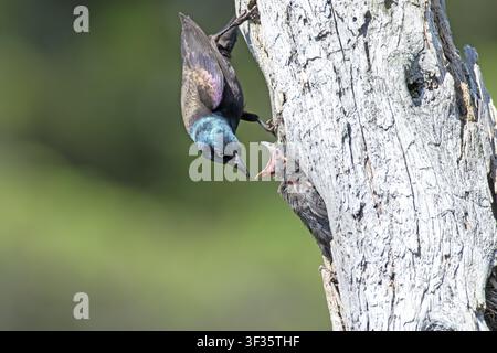 Gewöhnlicher Rabenkräher (Quiscalus quiscula), Erwachsener füttert hungrige Küken, Provinz Quebec, Kanada Stockfoto