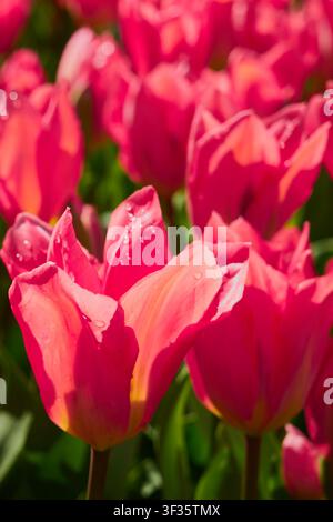 Strahlende rosa Tulpen mit Tautropfen, die im warmen Frühlingssonnenlicht blühen und mit weichem Bokeh-Hintergrund. Stockfoto