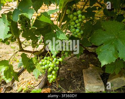 Breite Ansicht eines Weinbusches mit mehreren jungen grünen Traubenbüscheln im Sommer, schöne frische Vitis vinifera-Büschel vor einer rustikalen Mauer. Stockfoto