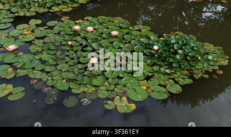 Rosa und weiße Seerosen blühen zwischen grünen Polstern auf der ruhigen Oberfläche von Carroll Creek. Stockfoto