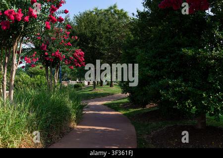 Ein gewundener gepflasterter Fußweg führt durch einen grünen öffentlichen Park, der an einem sonnigen Sommertag in Frederick, Mary, mit blühenden pinkfarbenen Crape-Myrtle-Bäumen gesäumt ist Stockfoto