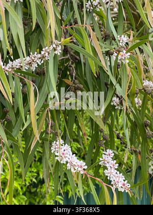 Leptospermum scoparium Manuka-Baum zeigt zarte weiße Blüten mit rosa Mittelpunkten und schmalem grünen Laub. Kleine holzige Samenkapseln sind sichtbar o Stockfoto
