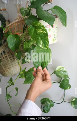Person hält ein Blatt einer grünen Pflanze in einer Innenumgebung Stockfoto