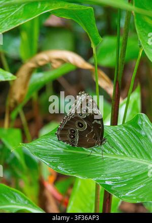 Blaue Morphofalter mit geschlossenen Flügeln, die Augenflecken zeigen, ruhen auf einem grünen Blatt in Costa Rica Stockfoto