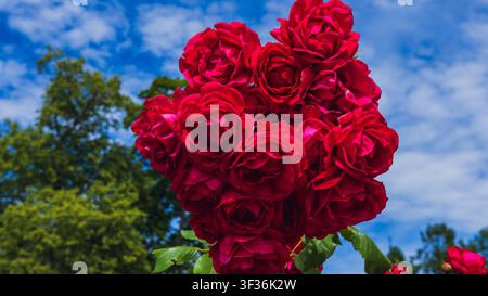 Bündel roter Rosen in voller Blüte vor blauem Himmel Stockfoto