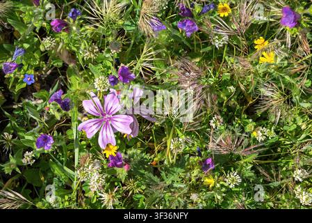 Wildblumen einschließlich Malve, Blaue Stiefelmutter, Schlangen-Kopf, Kreta-Hedypnois, Weißklee, Cave di Cusa, nahe Campobello di Mazara, Provinz Trapani Stockfoto