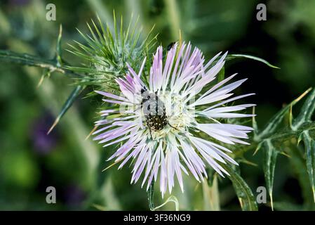 Mediterraner Distel, Galactites tomentosus + Mediterraner Gefleckter Käfer, Oxythyrea funesta, Höhlen von Cusa, nahe Campobello di Mazara, Provinz Trapani Stockfoto