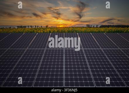 Solarpaneele vor dem Hintergrund blühender Sonnenblumen Stockfoto