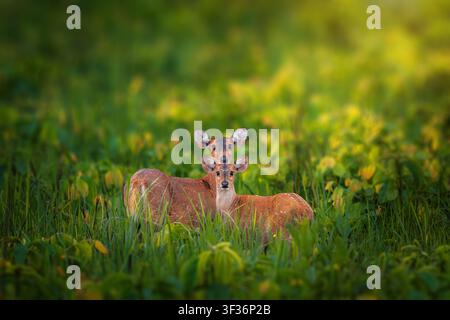 Das Indische Wildschwein oder Indochinesische Wildschwein ist ein kleiner Hirsch, der in der Region des indischen Subkontinents und des Indogangetischen Tieflands heimisch ist. Eingeführtes Wild Stockfoto