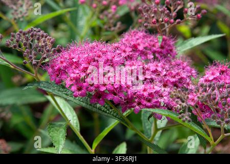 Ein rosa Spiraea-japonica-Blütenstand mit kleinen Blütenblättern, langen Staubfäden und geschlossenen violetten Knospen an grünen Stielen. Weiches natürliches Licht erhellt das Deli Stockfoto