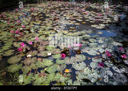 Rosa Seerosenblüte, Bunga Teratai, Nymphaea rubra (Pubescens) in einem künstlichen Teich. Stockfoto