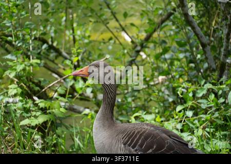 Nahaufnahme von der Seite einer Graugans (Anser anser), die zwischen dichtem grünen Vegetation neben einem Teich steht Stockfoto