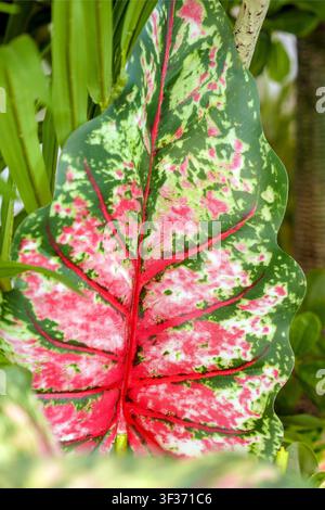 Farbenfrohes Caladium-Blatt, das lebhafte rote, rosa, grüne und weiße Sprenkelungen zeigt. Tropisches Zierlaub mit Venenmustern Stockfoto