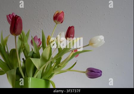 Blumenstillleben im Innenraum mit mehrfarbigen Tulpen in einer einfachen Vase bei weichem natürlichem Licht Stockfoto