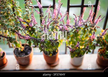 Blühender thailändischer Basilikum-Pflanzenstrauch mit kleinen lila Aromablüten im Tontopf auf Fensterbank zu Hause Stockfoto