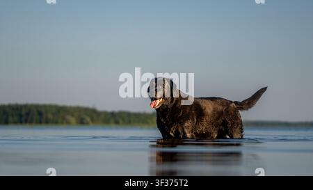 Froher älterer schwarzer Labrador, der zur goldenen Stunde in einem ruhigen flachen See steht Stockfoto