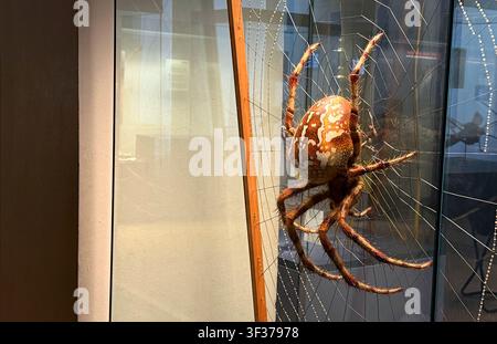 05.05.20206 - Berlin, Deutschland. Große braune Spinne mit markanten Zeichnungen, die auf einem Netz ruht Stockfoto