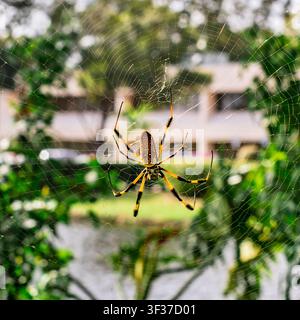 Golden orb Weaver Spider. Miami, Florida, USA Stockfoto