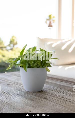 Topfgrüne Zimmerpflanze sitzt in weißem Keramiktopf auf abgenutzter Holztischplatte, Sonnenlicht strömt herein. Laub, Grün, glänzend, Bokeh, minimalistisch, ruhig Stockfoto