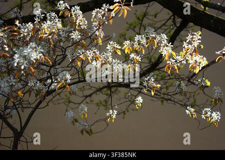 Dieses wunderschöne Naturfoto zeigt eine detaillierte malerische Ansicht eines blühenden Amelanchier-lamarckii-Zweigs an einem hellen sonnigen Frühlingstag. Der Stockfoto