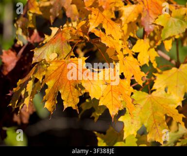 Herbstwald. Farbige Blätter in der Nähe. Ahornblätter Stockfoto