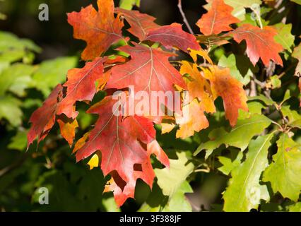 Herbstwald. Farbige Blätter Nahaufnahme. Eichenblätter Stockfoto