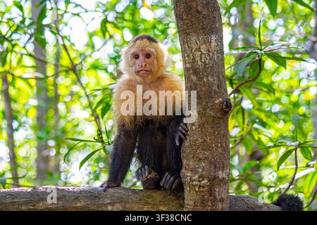 Porträt eines weißgesichtigen Kapuzineraffen aus Panama. Costa Rica. Stockfoto