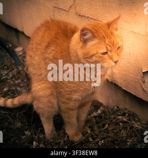 Häusliche Ingwer-Tigerkatze steht draußen an einer Gebäudewand im weichen Nachmittagslicht. Stockfoto