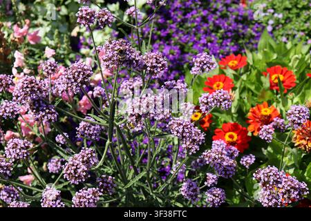 Mainz, Rheinland-Pfalz, Deutschland – Bunte blühende Pflanzen mit Bienen im Stadtpark von Mainz Stockfoto