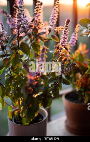 Bloomender Thai-Basilikum in Töpfen auf dem Balkon bei Sonnenuntergang. Anbau von selbst gezogenen scharfen Kräutern Stockfoto