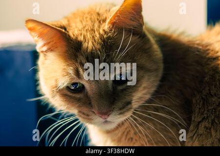 Dieses Bild zeigt ein schönes, emotional ausdrucksstarkes Nahaufnahme-Porträt einer hauslichen rotbraunen Tabby-Katze. Stockfoto
