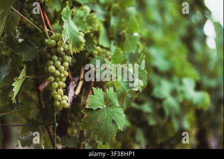 Nahaufnahme von unreifen grünen Trauben, die an Reben in einem Weinberg hängen, mit selektiver Schärfentiefe auf grünen Blättern. Stockfoto