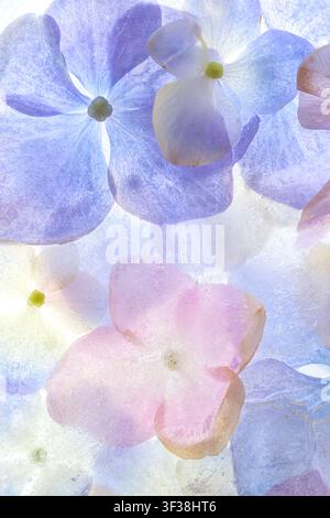 Nahaufnahme von natürlichen Hortensienblüten in Eis, weiche Pastelltöne, florale Textur, Kopierraum. Stockfoto