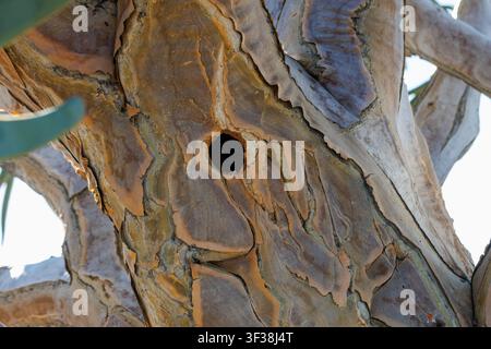 wunderschön texturierter Nahaufnahme eines reifen Quiver-Baumstamms (Aloidendron dichotomum) Stockfoto