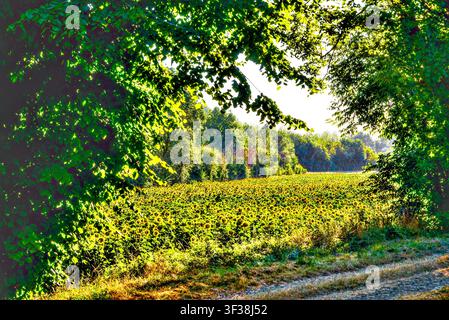 Früh morgens zurückgelichtete Ansicht eines Sonnenblumenfeldes, gesehen durch Bäume - Zentralfrankreich. Stockfoto