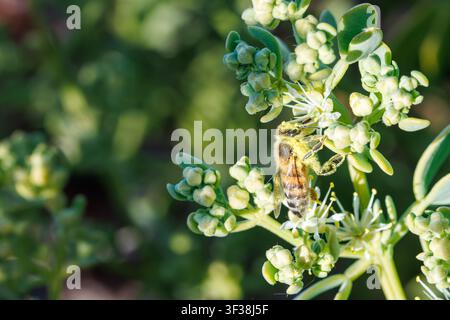 Makroaufnahme einer Honigbiene Stockfoto