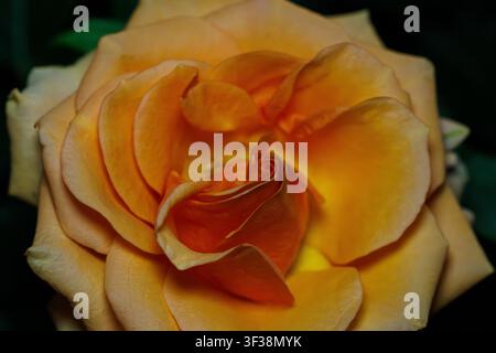 enge Makroaufnahme einer leuchtend gelben Rose Stockfoto
