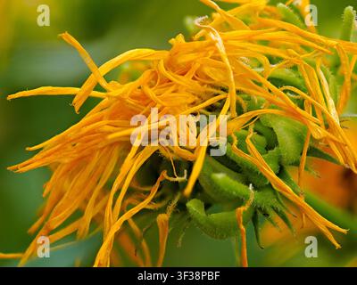 Gelbe Blütenblätter an einer welkenden Blume, die den Lebenszyklus der Natur zeigt, der verblasst, Konzept von Alterung, Ende, Verfall, Zerbrechlichkeit, Sterben, Übergang und natürlicher Prozess Stockfoto