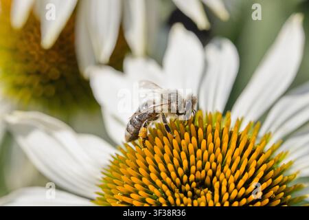 Arbeiterin der Honigbiene (Apis mellifera) sammelt Nektar und Pollen auf einer weißen Sonnenhutblume (Echinacea purpurea). Detaillierte Makroaufnahme, die die Biene mit Pollen zeigt Stockfoto