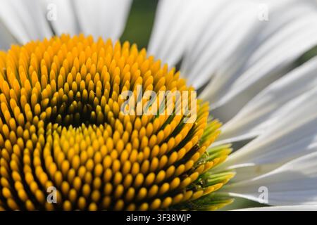 Detaillierte Makroaufnahme einer blühenden weißen Sonnenhut-Kone, die goldgelbe spiralförmige Samenkopfmuster und frische Blütenblätter bei hellem Tageslicht zeigt. Stockfoto