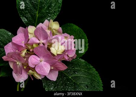 Näheransicht eines rosa Hortensienbüschels mit dunkelgrünen Blättern auf schwarzem Hintergrund, floraler Hintergrund, Kopierraum. Stockfoto