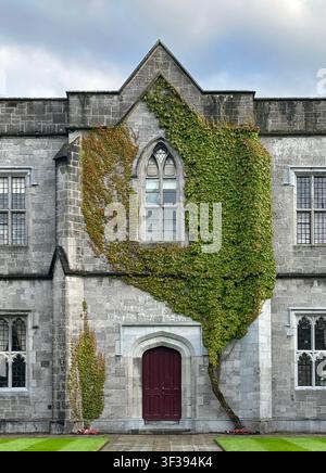 Steingebäude der Galway University in Irland zeigt einen gotischen Baustil. Die Fassade ist mit üppigem grünem Efeu (Hedera helix) bedeckt, partia Stockfoto