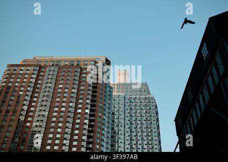 Vogel im Flug über Ziegel- und Glastürmen (Queens, New York, USA) Stockfoto