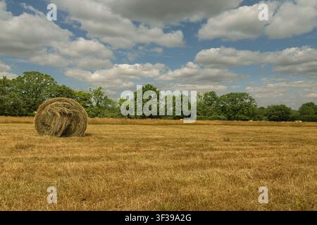 Einzelne runde Heuballe liegt auf einem abgeernteten Feld unter einem blauen Himmel voller Sommerwolken in der Landschaft Wiltshire, England. Stockfoto
