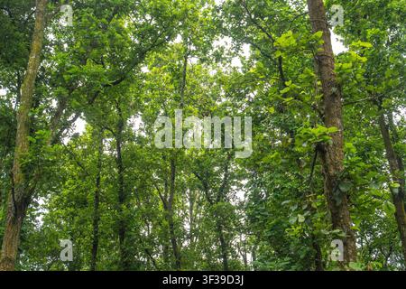 Ein dichter Wald mit hohen Bäumen und dichtem grünen Laub, durch das Sonnenlicht durch die Baumkrone fällt. Stockfoto