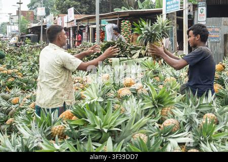 Zwei Männer inspizieren und handhaben Ananas an einem Marktstand im Freien, umgeben von grünen Pflanzen und Obstauslagen. Stockfoto